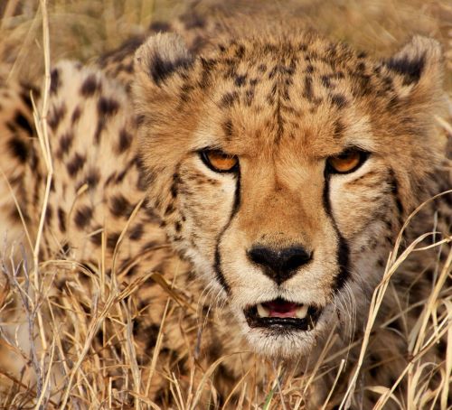 a cheetah cheetah cheetah cheetah cheetah