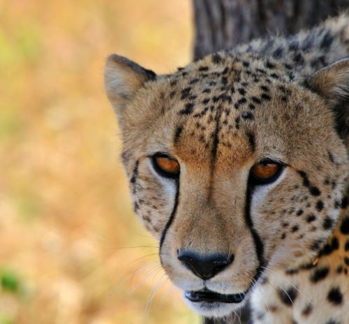 cheetah
