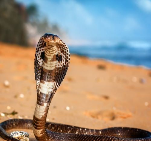 a cobra in the sand