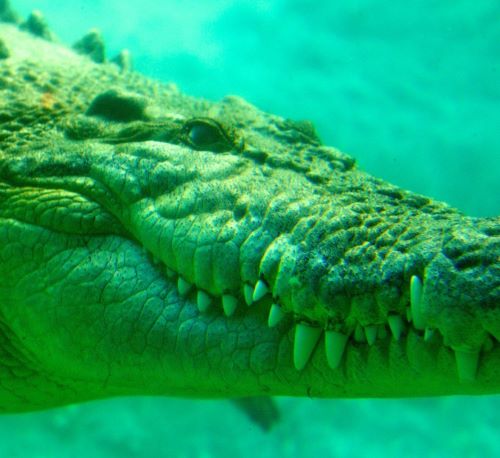 a crocodile - like animal with a large head of crocodiles