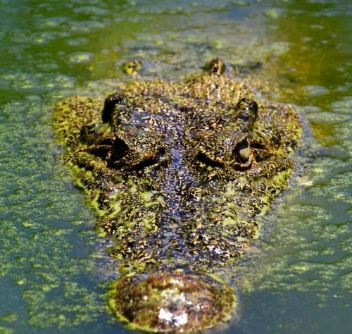 a crocodile head in the water 