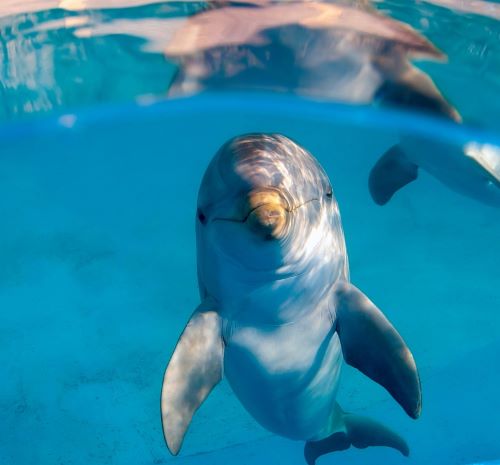  Dolfinarium with dolphins in a pool