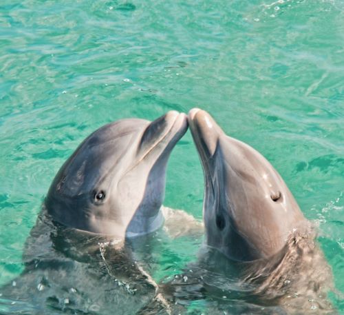two dolphins in the water with their heads touching noses