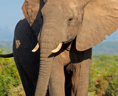 a elephant standing in the grass
