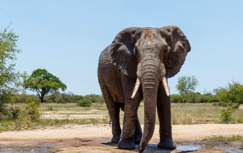 a large elephant standing in front of a dirt road