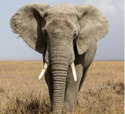 a large elephant standing in the middle of a field