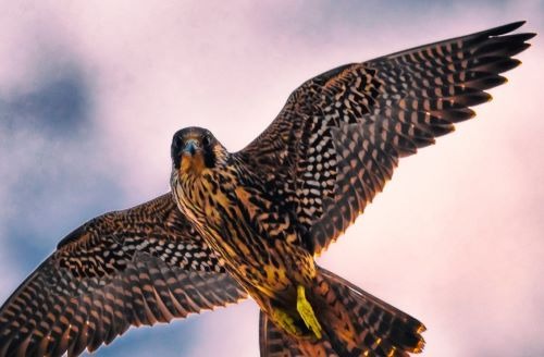 flying falcon in the air