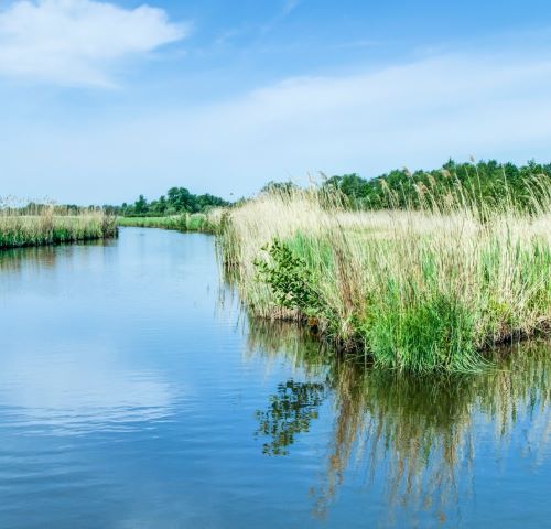giethoorn canals - a river with a few trees and grass
