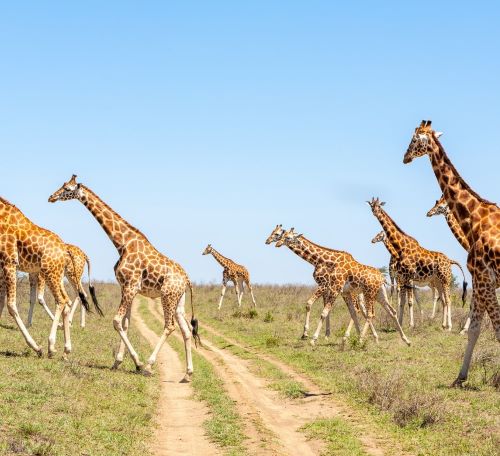 a herd of giraffes walking across a dirt road