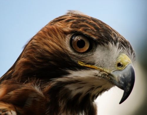 close up of a hawk bird