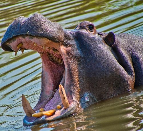 a hippo in the water with his mouth wide open
