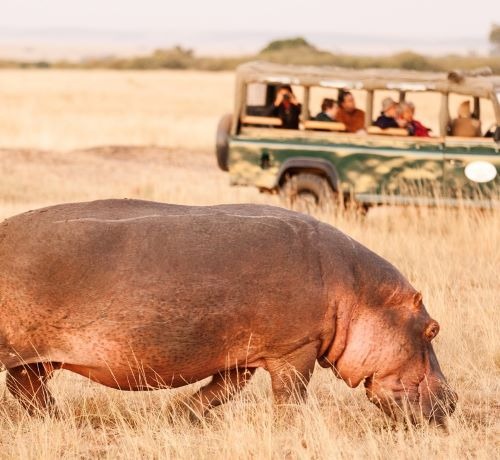 a hippo watched by tourists