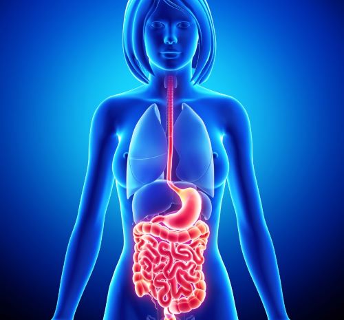 a woman's digest organs and digest organs