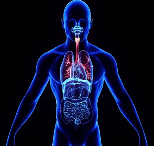 3D medical illustration of the human respiratory and digestive systems inside a male silhouette.