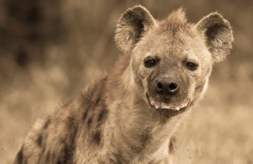 A close-up portrait of a spotted hyena in the wild with a sepia tone filter applied.