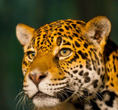 a jaguar jaguar panther panthercat