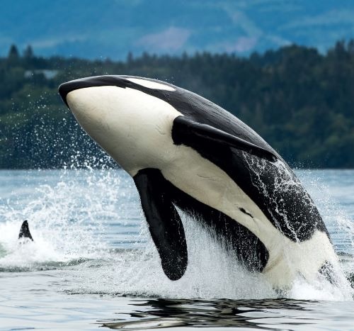 killer whale jumping out of water