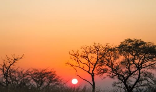 a sunset with a giraffe and trees