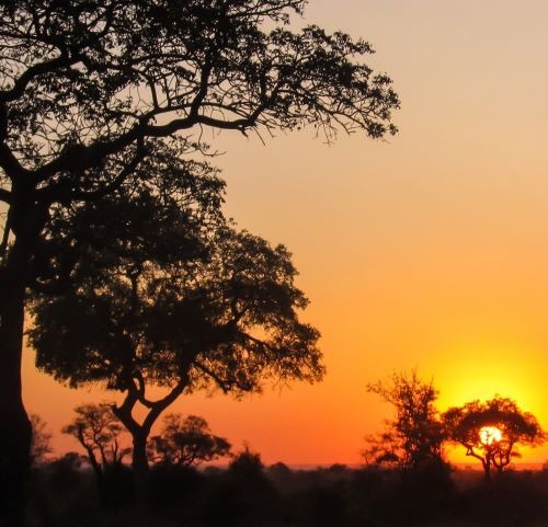 Silhouetted acacia trees against a vibrant orange and yellow sunset on the African savanna safari.