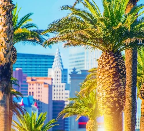 palm trees in the foreground of a city