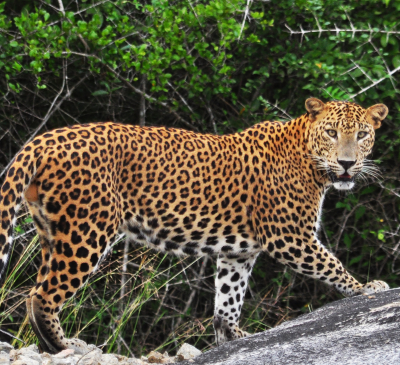 a leopard standing on a rock in the woods