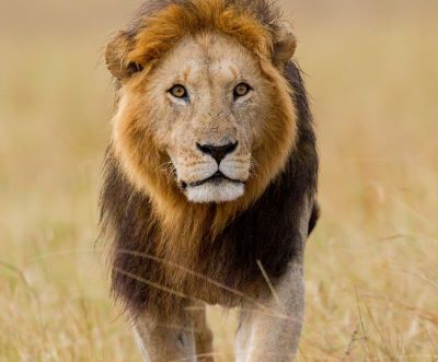 a lion in the wild, with a lion in the background