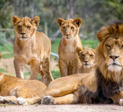a group of lions resting on the ground