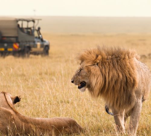a lioness is standing in the grass