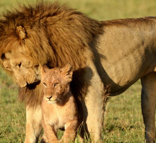 lion