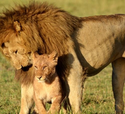 MALE LION LICKING A LION CUB