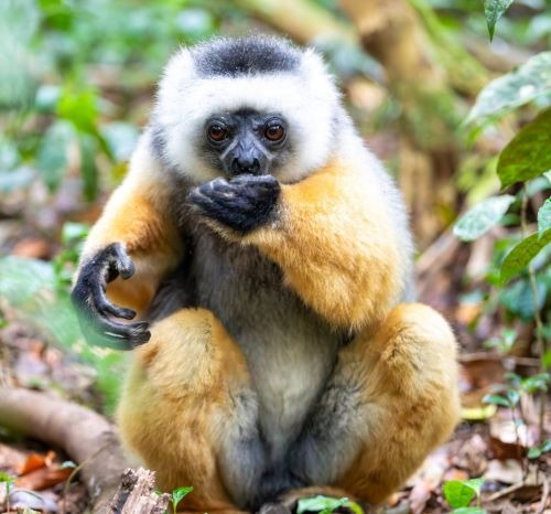 a monkey sitting on the ground with its hands on his chin