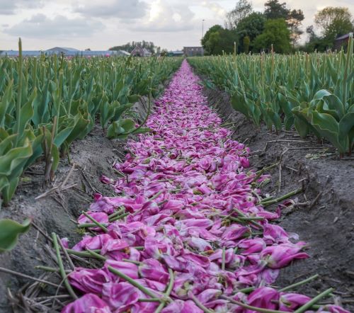 a field of tulips and tulips of tulips