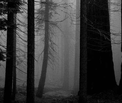 a forest scene at night