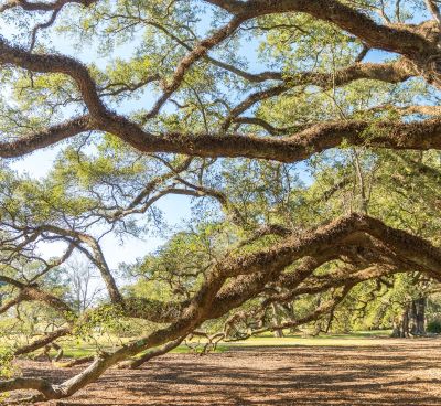 oak alley - a large tree with a lot of branches and branches