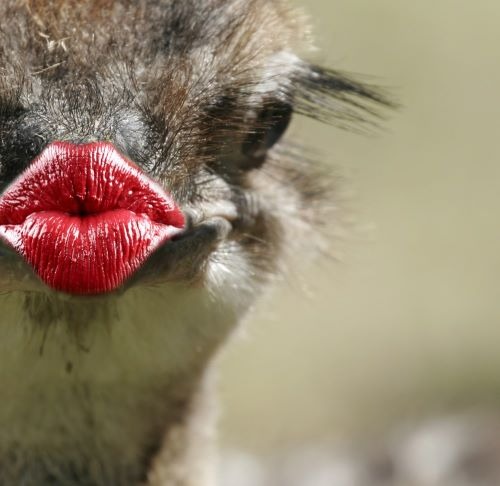 Close-up of a funny ostrich wearing bright red lipstick and making a kissing face.