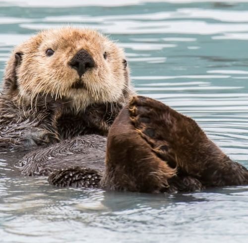 A furry sea otter floating on its back in calm blue water looking at the camera.