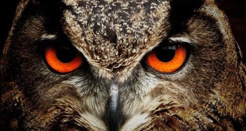 a close up of an owl owl owl eyes