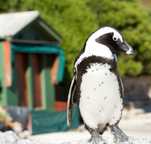 a penguin penguin penguin penguin penguin penguin penguin penguin penguin penguin penguin penguin penguin penguin penguin