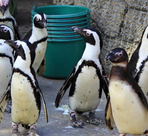 a group of penguins standing next to each other