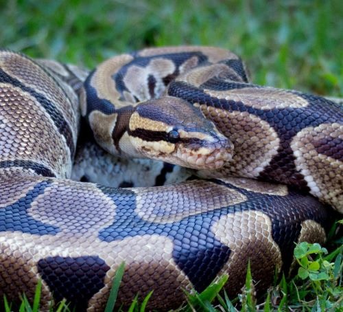a python in the grass 