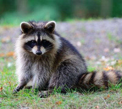 a raccoon