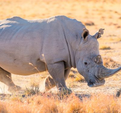 a rhino