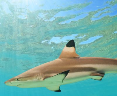 a shark shark in the water with a shark in the background