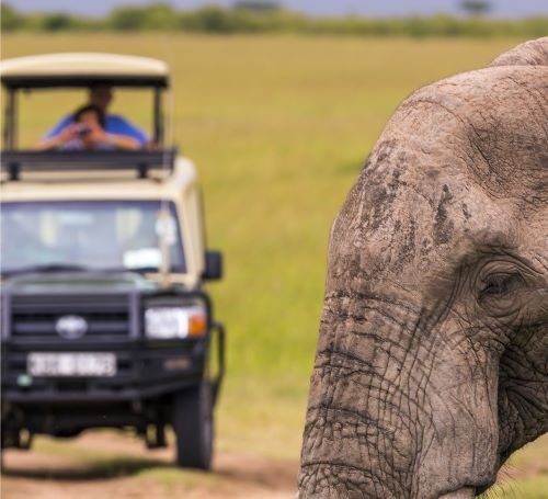 a elephant standing in front of a jeep