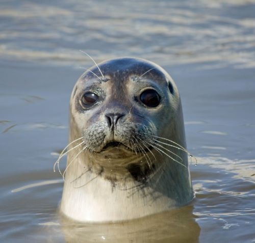 seal swimming in the sea