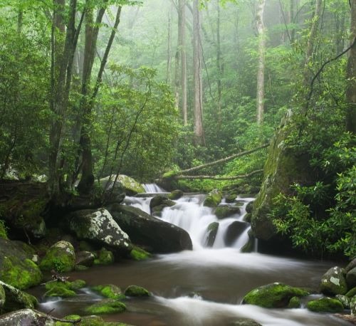 a stream running through a forest in the mountains