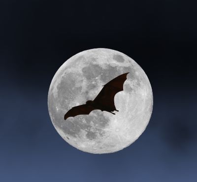 a bat flying in the light of the moon