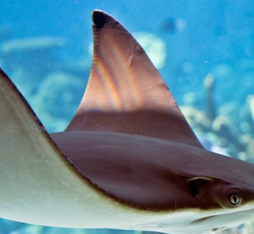 a stingper fish in the ocean with a fish in the background