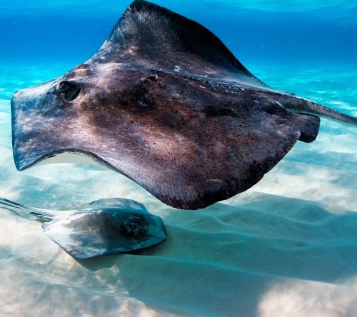 Two stingrays swimming over a sandy seabed in clear turquoise ocean water.