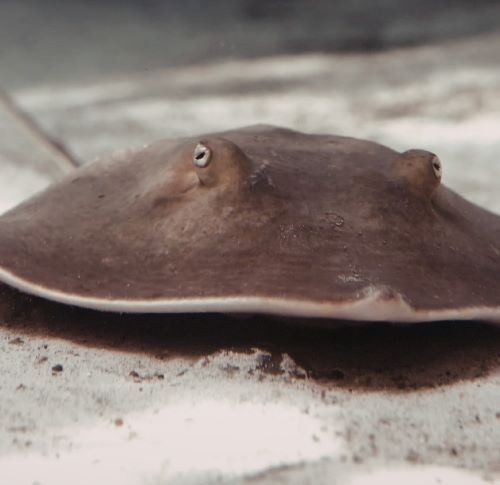 A brown stingray resting on the sandy ocean floor in a saltwater aquarium.
